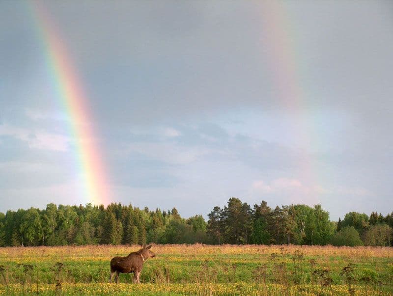 Лосиная ферма 